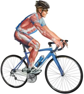 actions du vélo sur le corps