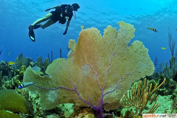 exploration marine bapteme plongée algue